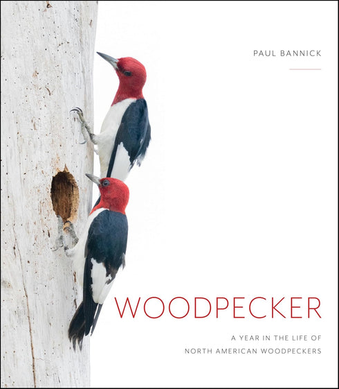 WOODPECKER: A YEAR IN THE LIFE OF NORTH AMERICAN WOODPECKERS - BANNICK. PAUL